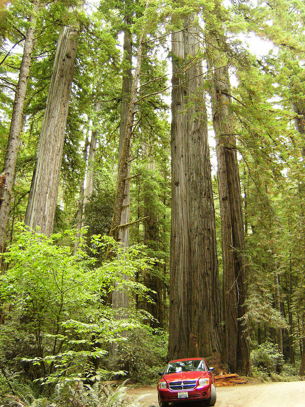 レッドウッド国立及び州立公園の画像22