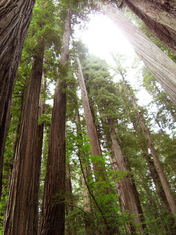 レッドウッド国立及び州立公園の画像23