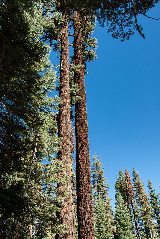 レッドウッド国立及び州立公園の画像26