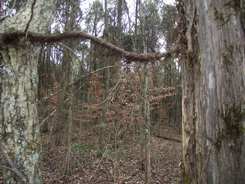 マンモス・ケーヴ国立公園の画像8