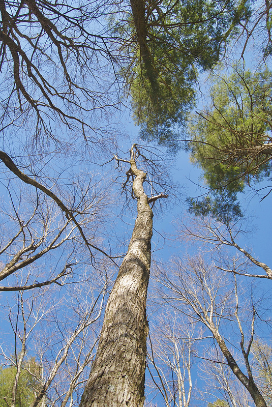 グレート・スモーキー山脈国立公園の画像19