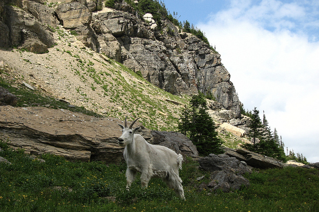 ウォータートン・グレーシャー国際平和自然公園の画像10