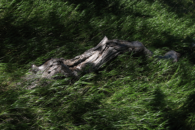 ウォータートン・グレーシャー国際平和自然公園の画像14