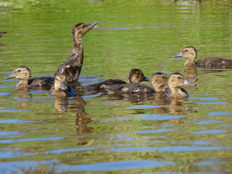 パパハナウモクアケアの画像5