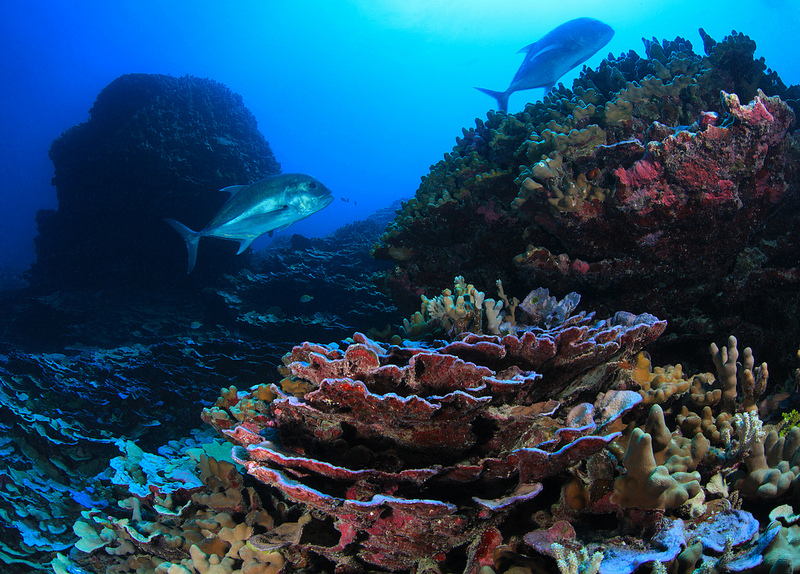 パパハナウモクアケアの画像8