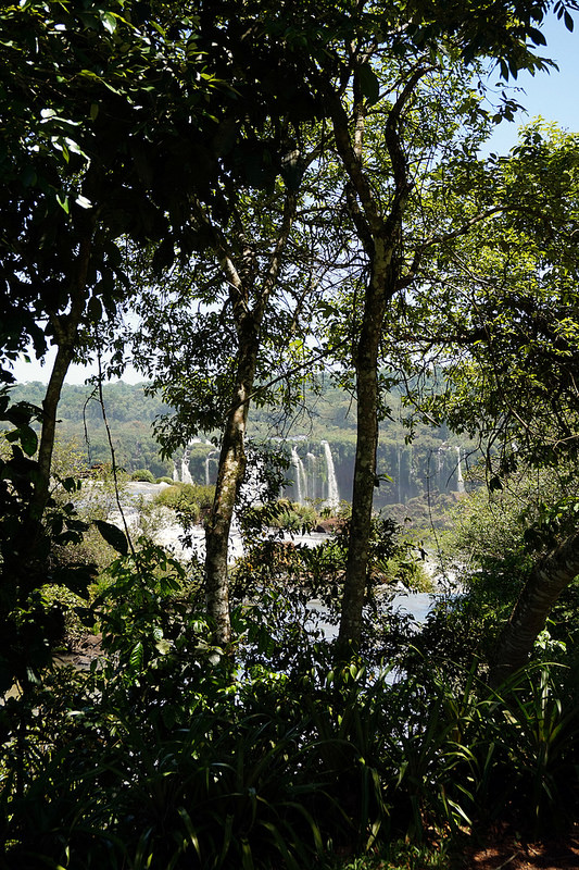 イグアス国立公園の画像18