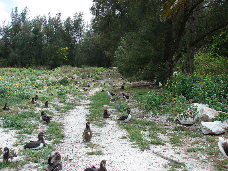 ヘンダーソン島の画像8