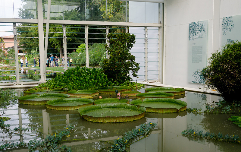 パドヴァの植物園（オルト・ボタニコ）の画像21