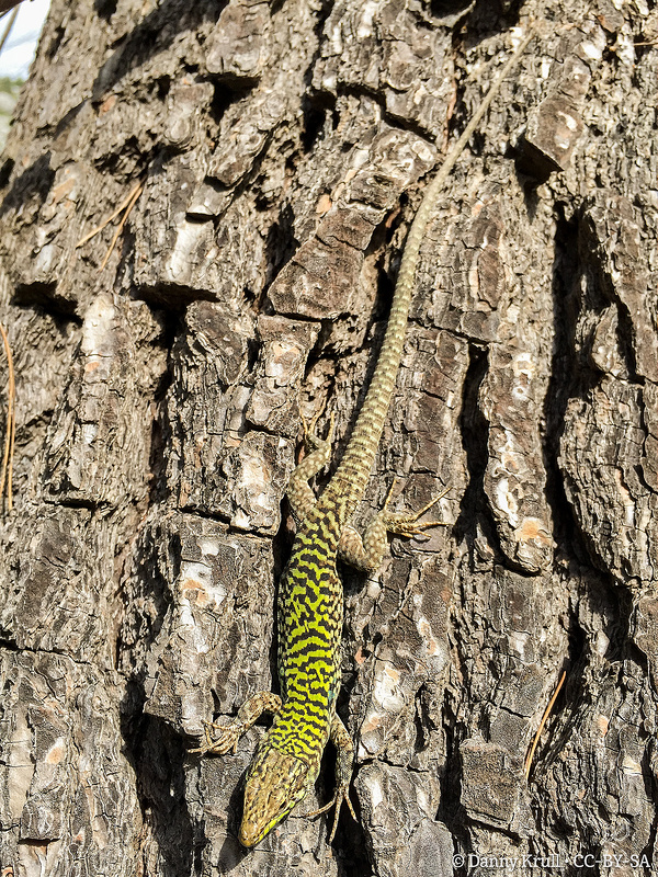 シラクサとパンタリカの岩壁墓地遺跡の画像5