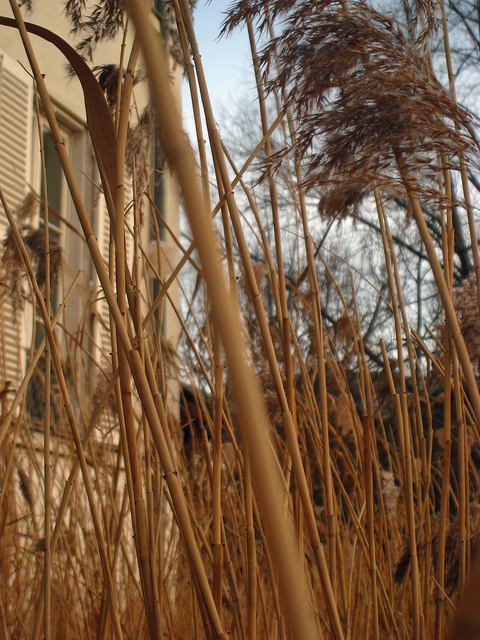 Les Roseauxの画像2