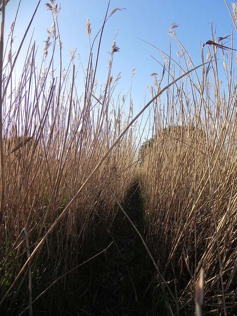 Les Roseauxの画像3