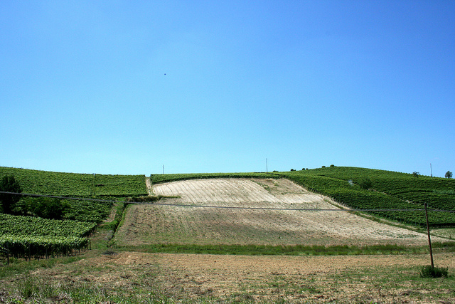 Hills of Barbarescoの画像4