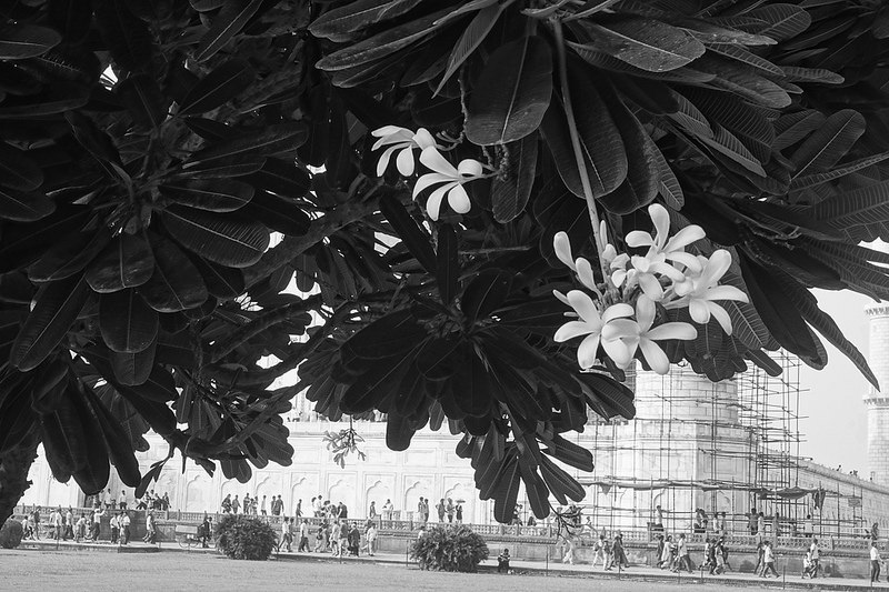 ペルシャ庭園の画像11