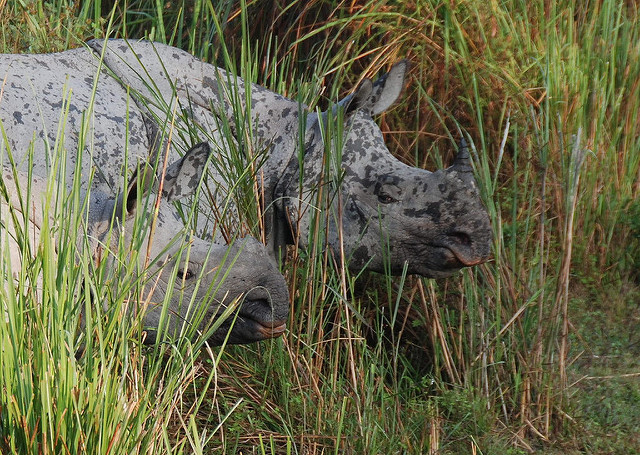カジランガ国立公園の画像11