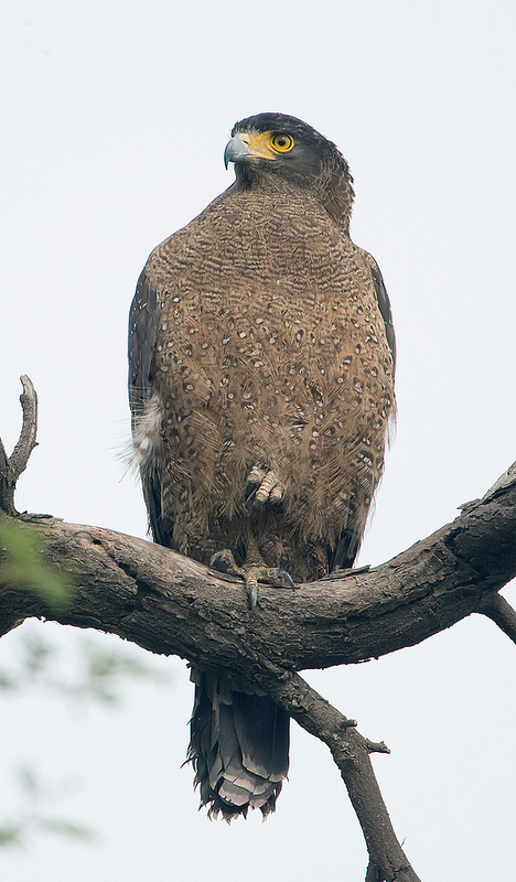 ケオラデオ国立公園の画像4