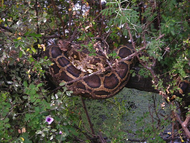 ケオラデオ国立公園の画像6
