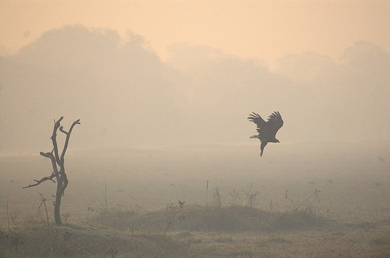 ケオラデオ国立公園の画像12