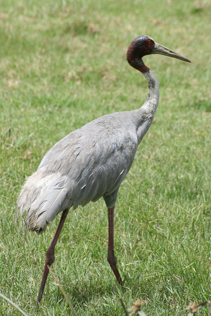 ケオラデオ国立公園の画像21