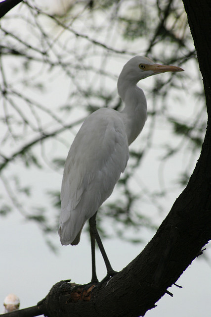 ケオラデオ国立公園の画像22