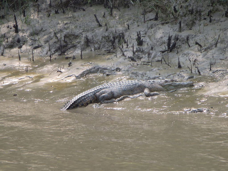 スンダルバンス国立公園の画像10