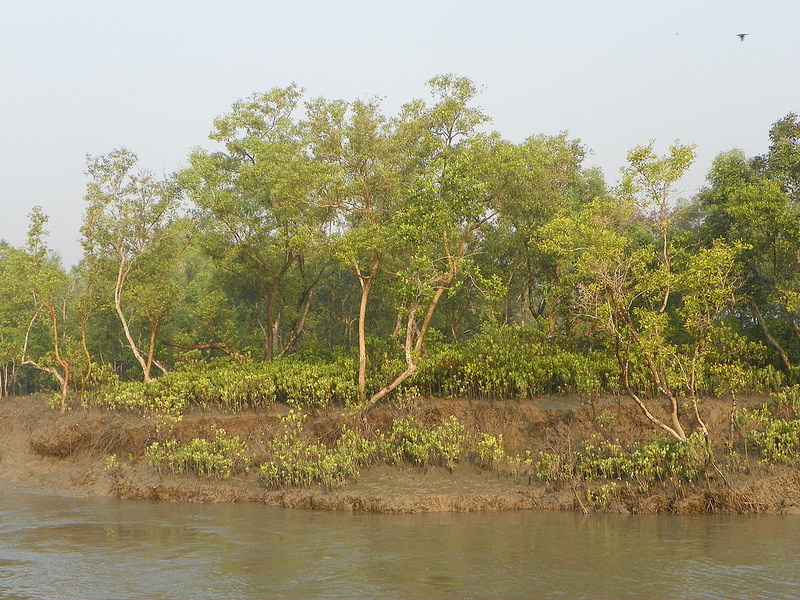 スンダルバンス国立公園の画像27
