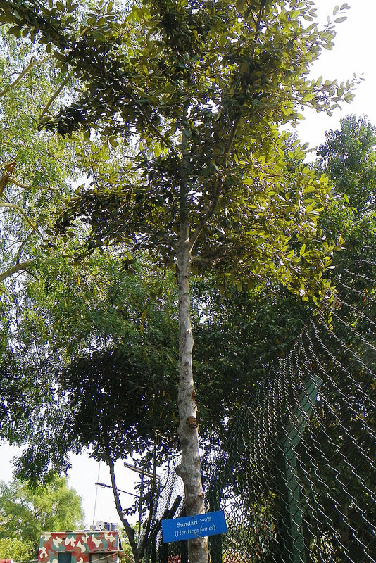 スンダルバンス国立公園の画像29