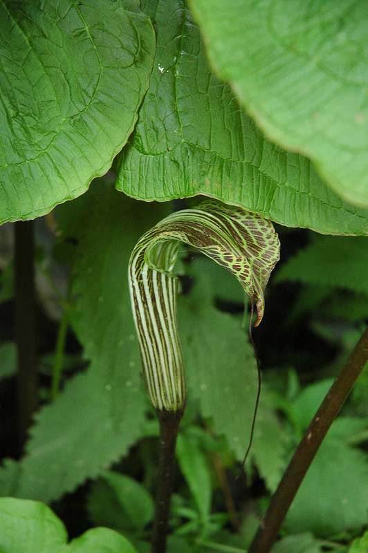 ナンダ・デヴィ国立公園及び花の谷国立公園の画像5