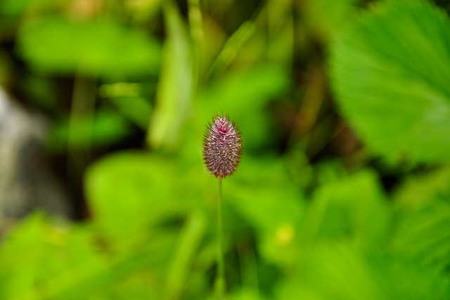ナンダ・デヴィ国立公園及び花の谷国立公園の画像6
