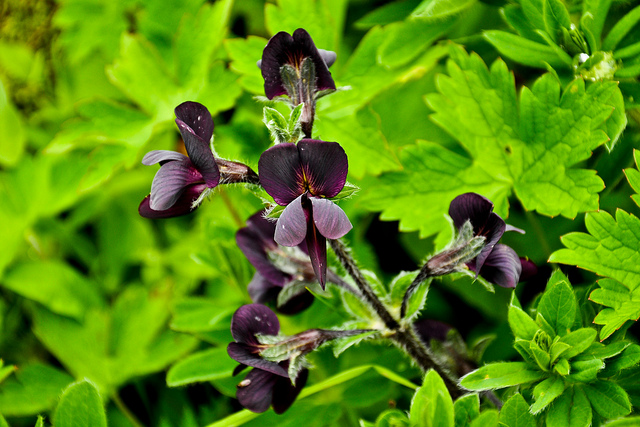 ナンダ・デヴィ国立公園及び花の谷国立公園の画像7