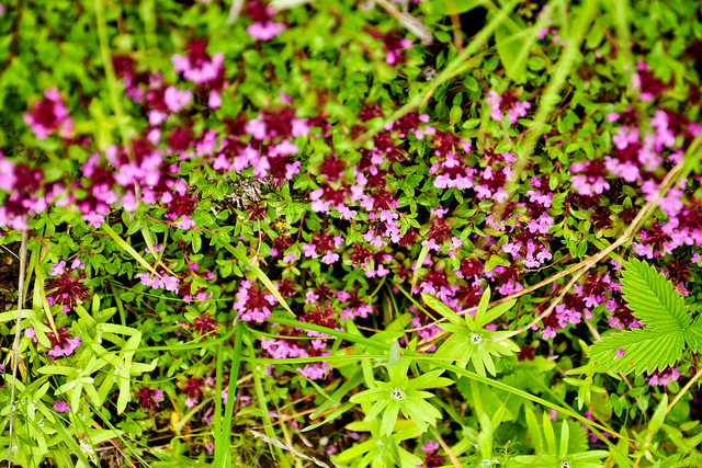 ナンダ・デヴィ国立公園及び花の谷国立公園の画像8