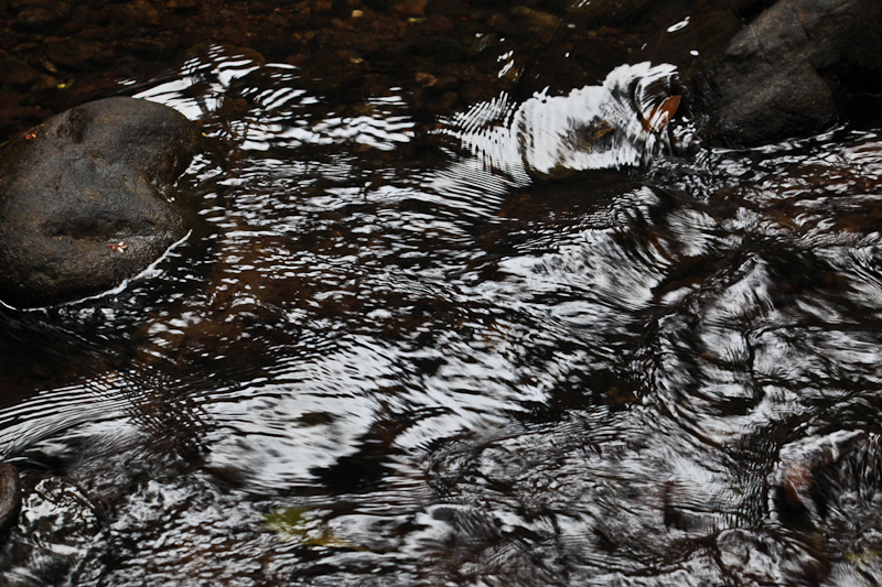 西ガーツ山脈の画像24