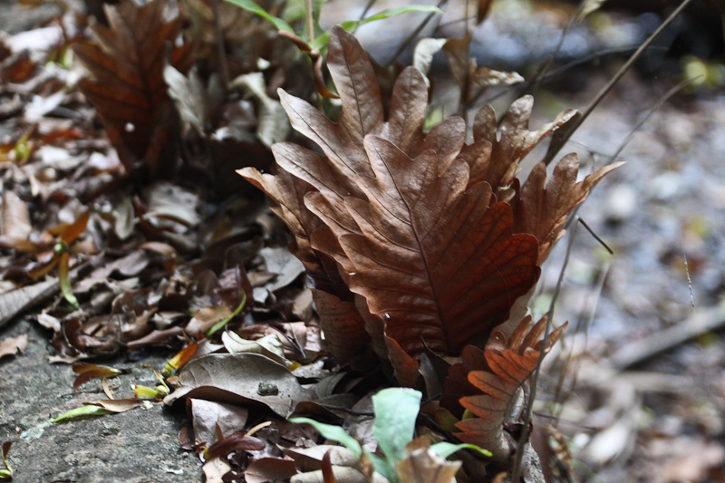 西ガーツ山脈の画像25