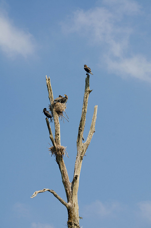 Periyar Tiger Reserveの画像4