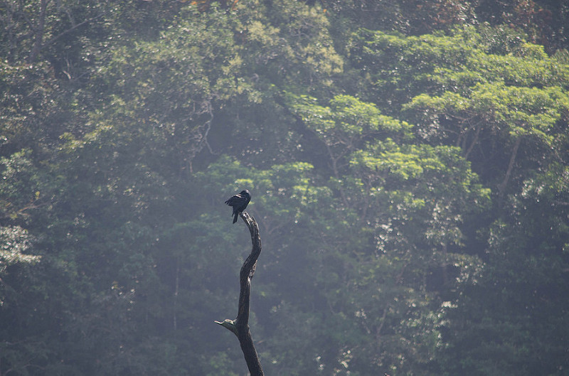 Periyar Tiger Reserveの画像7
