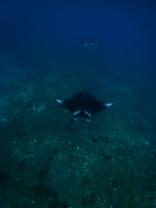 コモド国立公園の画像9