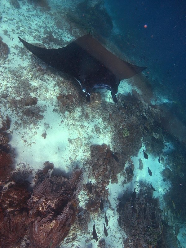 コモド国立公園の画像10