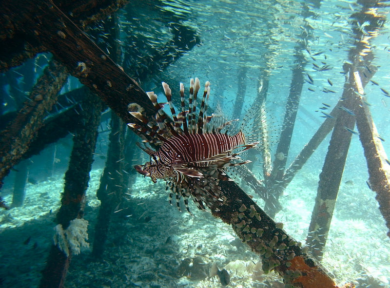 コモド国立公園の画像12