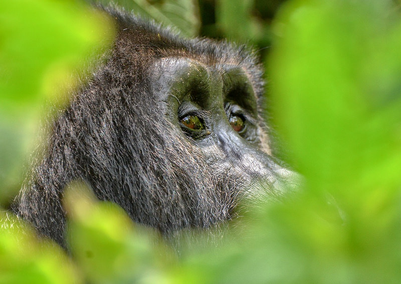 ブウィンディ原生国立公園の画像2