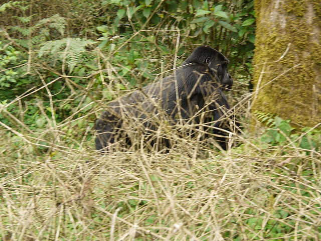 ブウィンディ原生国立公園の画像11