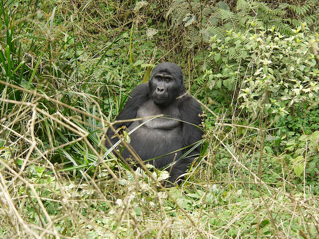 ブウィンディ原生国立公園の画像12