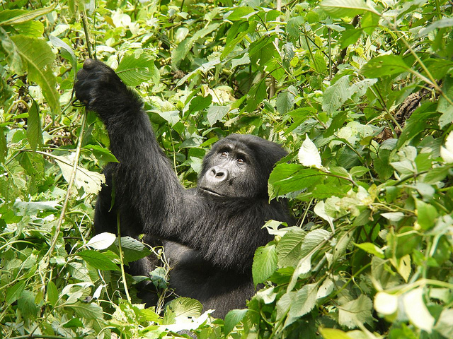 ブウィンディ原生国立公園の画像14