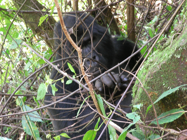 ブウィンディ原生国立公園の画像26