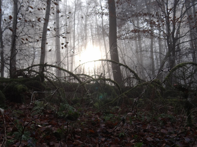 Kellerwaldの画像7