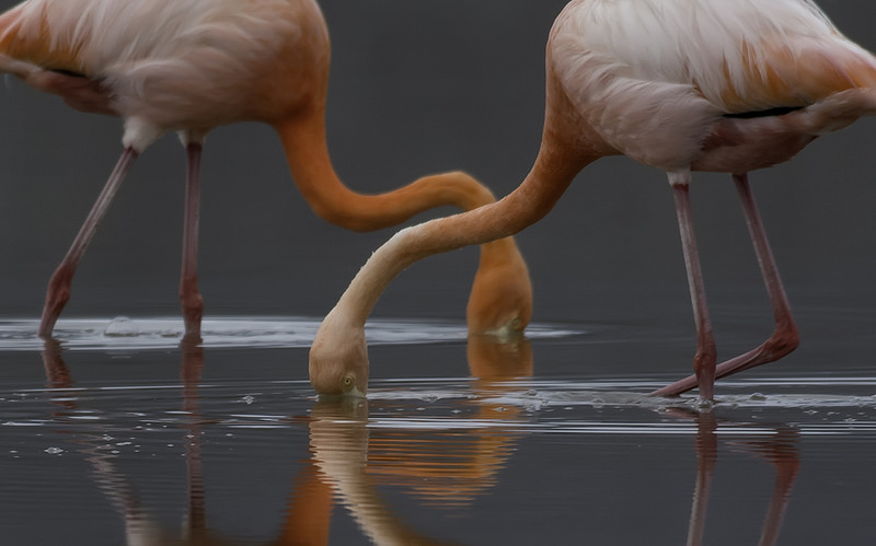ガラパゴス諸島の画像21