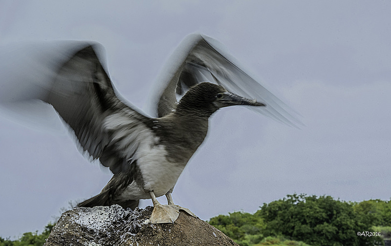 ガラパゴス諸島の画像27