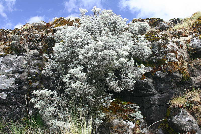 シミエン国立公園の画像2