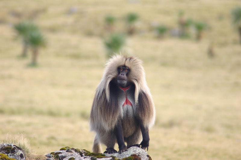 シミエン国立公園の画像12