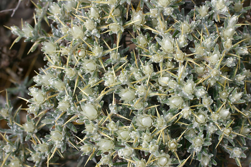 シミエン国立公園の画像13