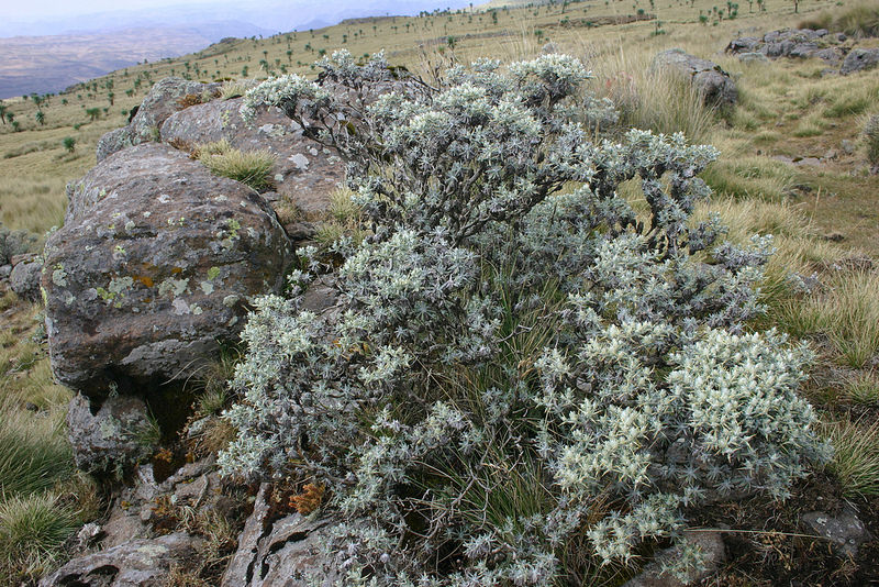 シミエン国立公園の画像14