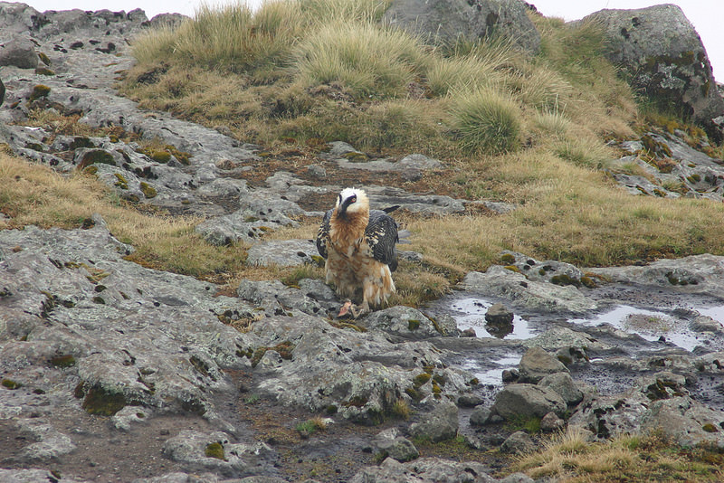 シミエン国立公園の画像16